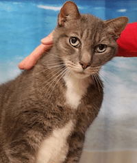 Chadds Ford Animal Hospital - Old Ridge Veterinary Hospital | BVSPCA Adopt-a-Pet Oct. 27