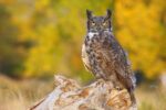 2019-Owl-Howl-scaled
