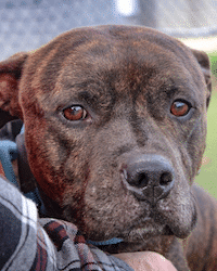 Chadds Ford Animal Hospital - Old Ridge Veterinary Hospital | BVSPCA Adopt-a-Pet Feb. 9 Chadds Ford Animal Hospital - Old Ridge Veterinary Hospital | BVSPCA Adopt-a-Pet Feb. 9