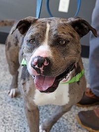 Chadds Ford Animal Hospital - Old Ridge Veterinary Hospital | BVSPCA Adopt-a-Pet Feb. 23 Chadds Ford Animal Hospital - Old Ridge Veterinary Hospital | BVSPCA Adopt-a-Pet Feb. 23