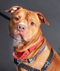 Chadds Ford Animal Hospital - Old Ridge Veterinary Hospital | Adopt-a-Pet Feb. 16 Chadds Ford Animal Hospital - Old Ridge Veterinary Hospital | Adopt-a-Pet Feb. 16