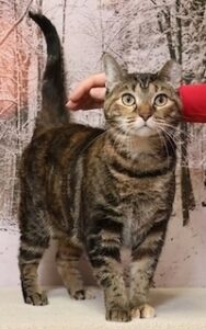 Chadds Ford Animal Hospital - Old Ridge Veterinary Hospital | Adopt-a-Pet Feb. 16 Chadds Ford Animal Hospital - Old Ridge Veterinary Hospital | Adopt-a-Pet Feb. 16