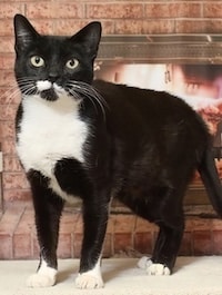 Chadds Ford Animal Hospital - Old Ridge Veterinary Hospital | BVSPCA Adopt-a-Pet Feb. 23 Chadds Ford Animal Hospital - Old Ridge Veterinary Hospital | BVSPCA Adopt-a-Pet Feb. 23