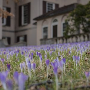 Tommy crocuses on the East Terrace lawn Courtesy Winterthur Museum Garden and Library