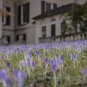 Tommy crocuses on the East Terrace lawn Courtesy Winterthur Museum Garden and Library scaled 1