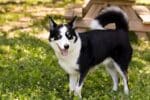 BUDDY-2487