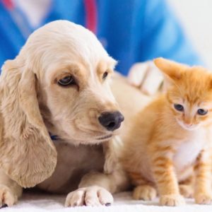 Animal Vet e1782743167576