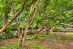 DSC_3101-Cemetery-trees