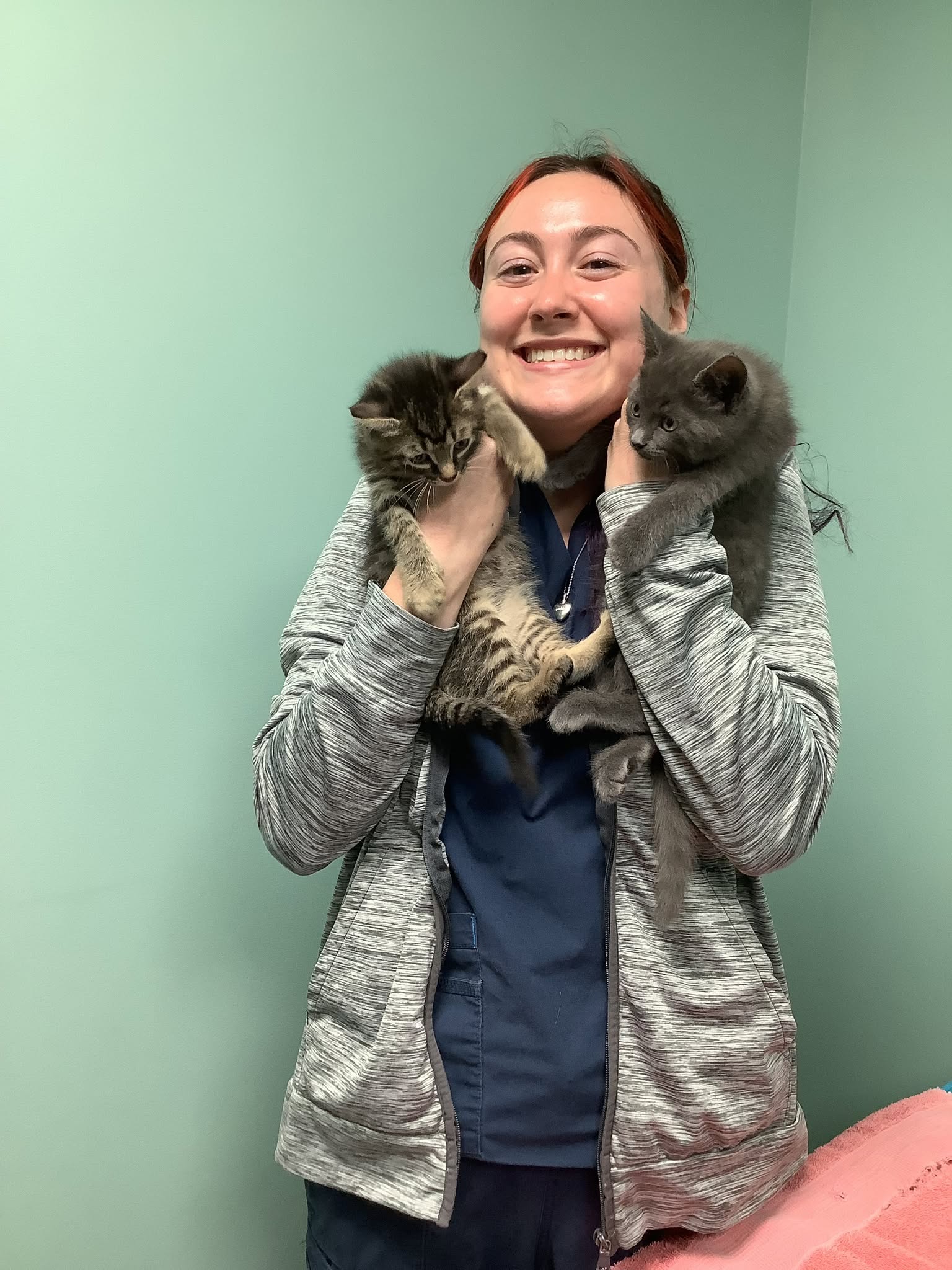 animal vet3