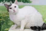 Mimi_Mittens_WC_3_60623188