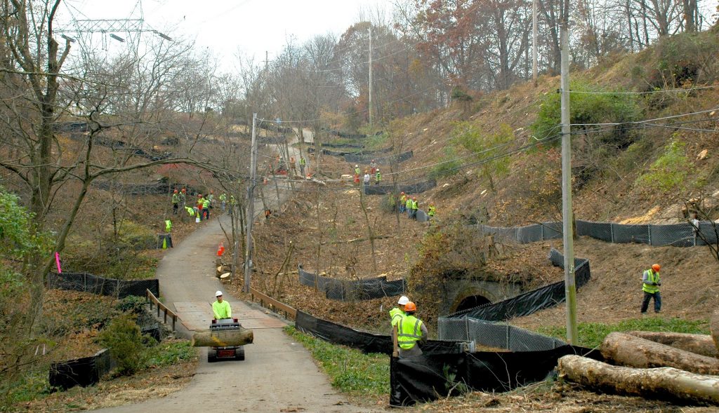 Read more about the article PECO takes 300 trees from Heyburn Road properties