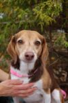 adopt-a-pet sadie