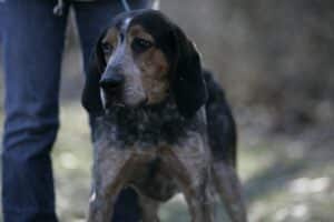 Read more about the article Adopt-a-pet
