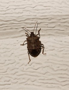 Read more about the article The Garden Path: Those stinkin’ stink bugs
