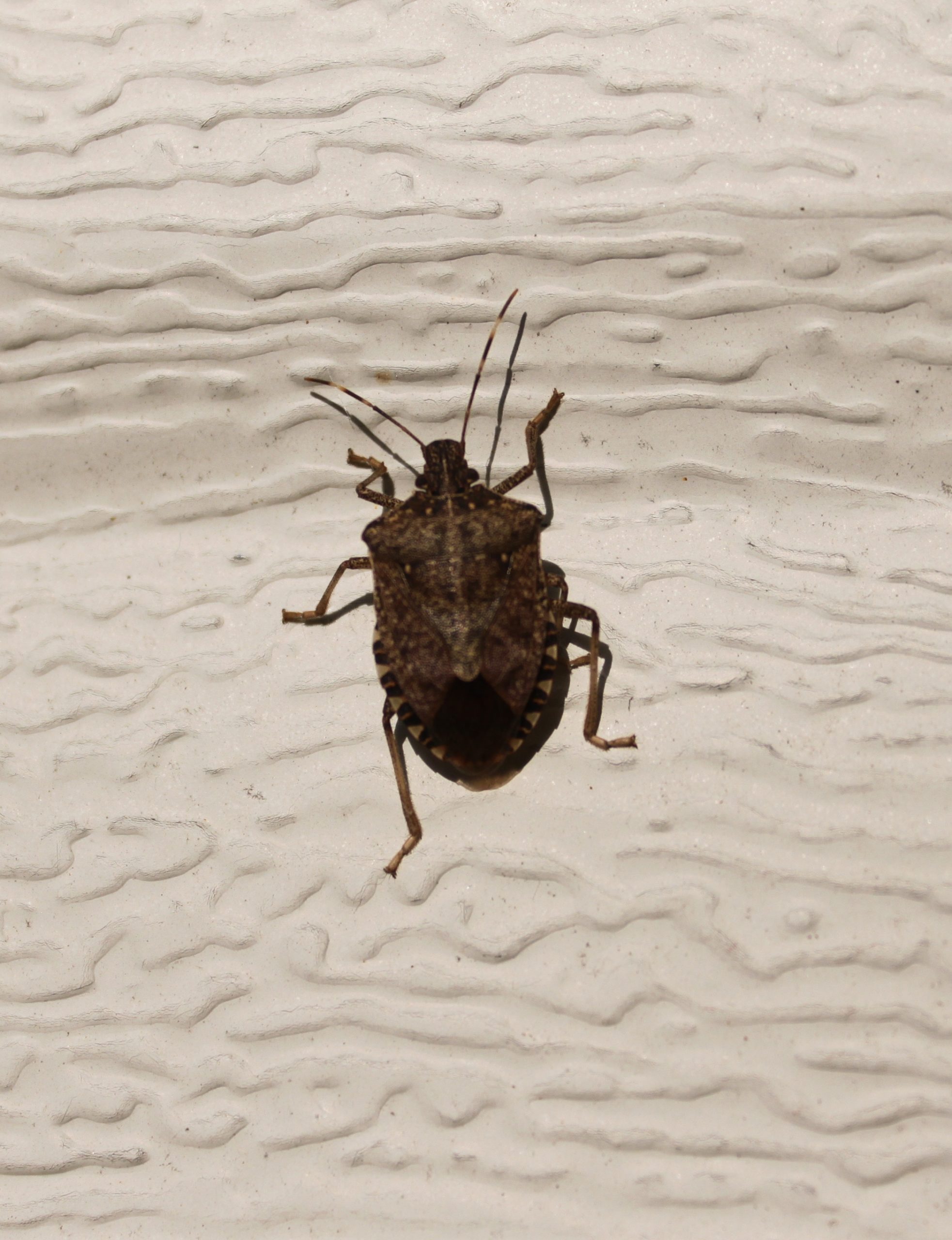 You are currently viewing The Garden Path: Those stinkin’ stink bugs