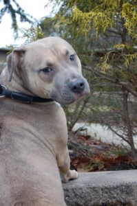 Read more about the article Adopt-a-pet