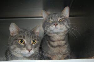 Read more about the article Adopt-A-Pet