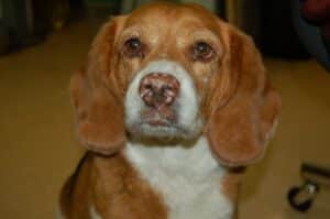 Read more about the article Adopt-A-Pet
