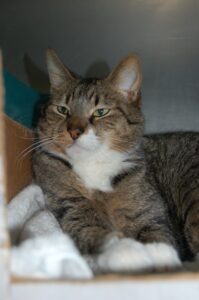 Read more about the article Adopt-a-Pet