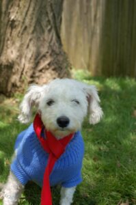 Read more about the article Adopt-a-Pet