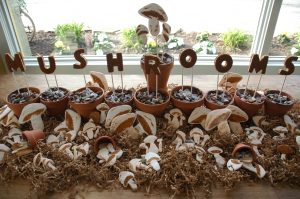 Read more about the article Mushrooms is ‘like coming home’