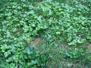 Read more about the article The Garden Path:Fighting weeds the smart way