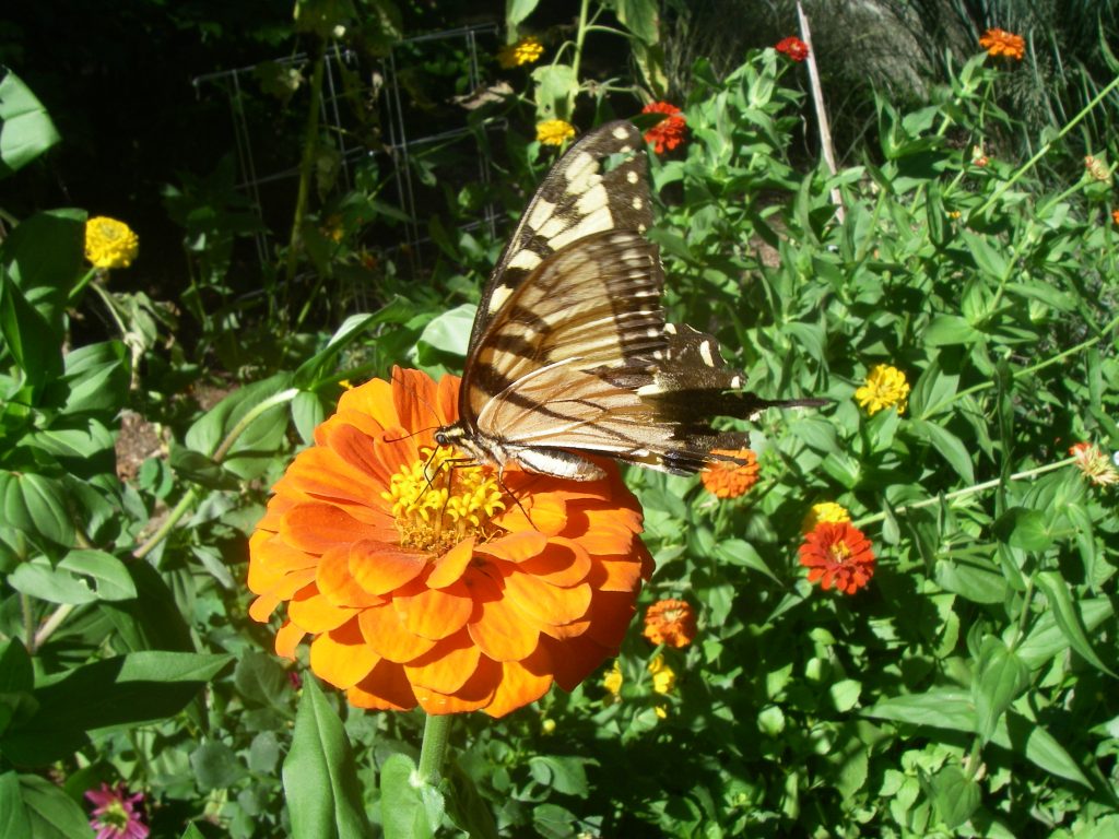 Read more about the article The Garden Path: Grateful deadheading