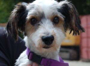 Read more about the article Adopt-a-Pet