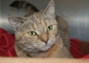 Read more about the article Adopt-a-Pet