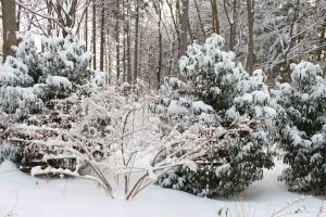 Read more about the article The Garden Path:  Winter Threats to the Garden