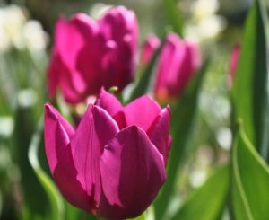 Read more about the article The Garden Path: Plan Now for Spring Bulbs