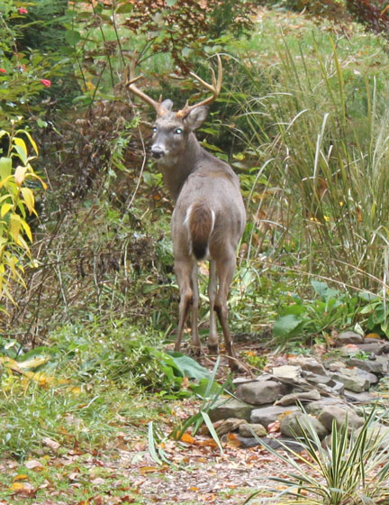 You are currently viewing The Garden Path: Oh deer