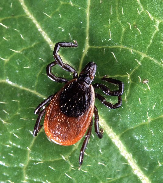 Read more about the article Tick Survey
