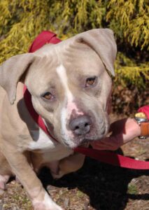 Read more about the article Adopt-a-Pet April 7