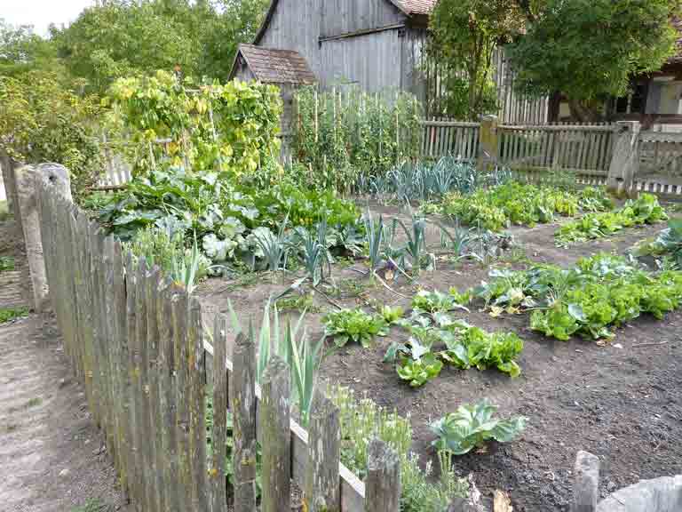 You are currently viewing The Garden Path: Thinking of starting a vegetable garden?