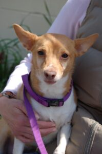 Read more about the article Adopt A Pet April 28