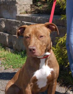 Read more about the article Adopt-a-Pet May 12