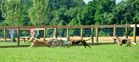 Read more about the article Bark Park opens in Pennsbury
