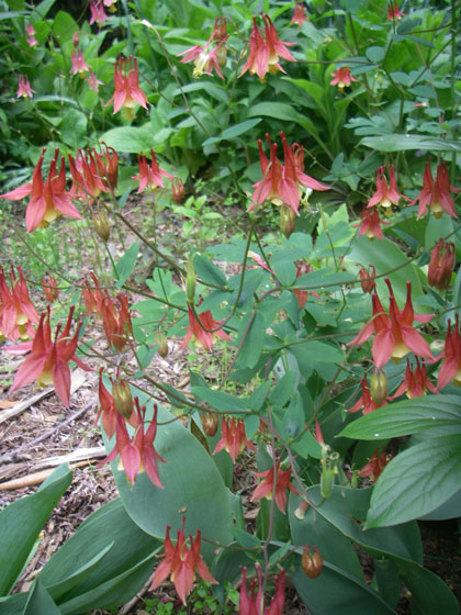 You are currently viewing The Garden Path: Going native