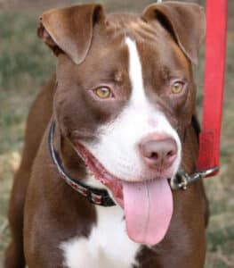 Read more about the article Adopt-a-Pet Aug. 4