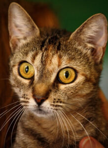 Read more about the article Adopt-a-Pet Aug. 18