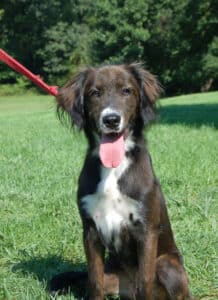 Read more about the article Adopt-a-Pet Sept. 15